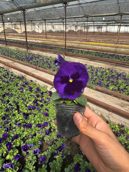 Viola / Виола / Капалак гул / Прямо из теплиц