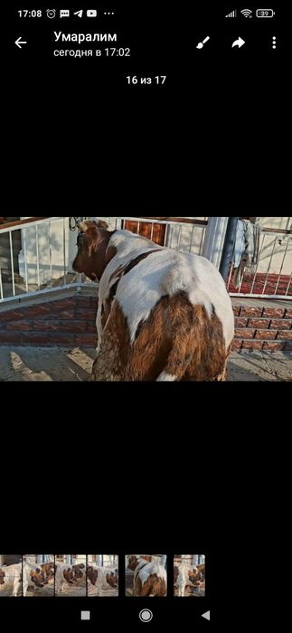 Уйда бокилган бука сотилади