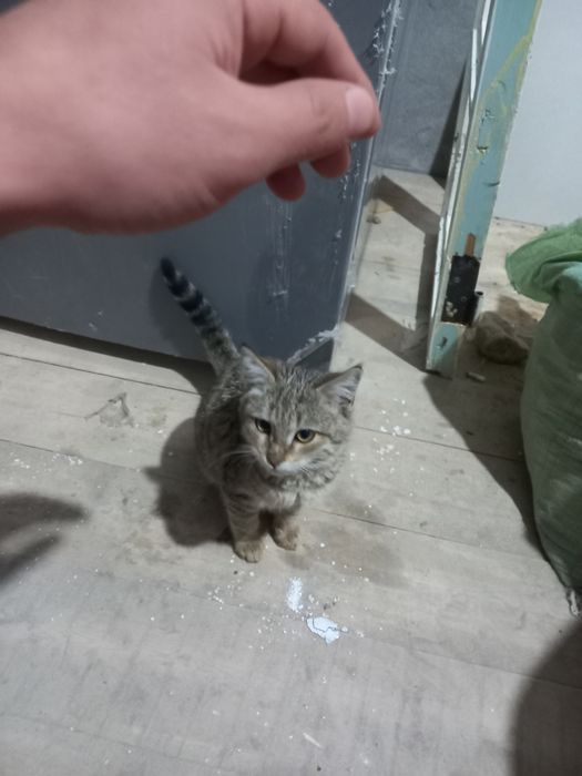 Кошки бесплатно пшиклани мута бараман