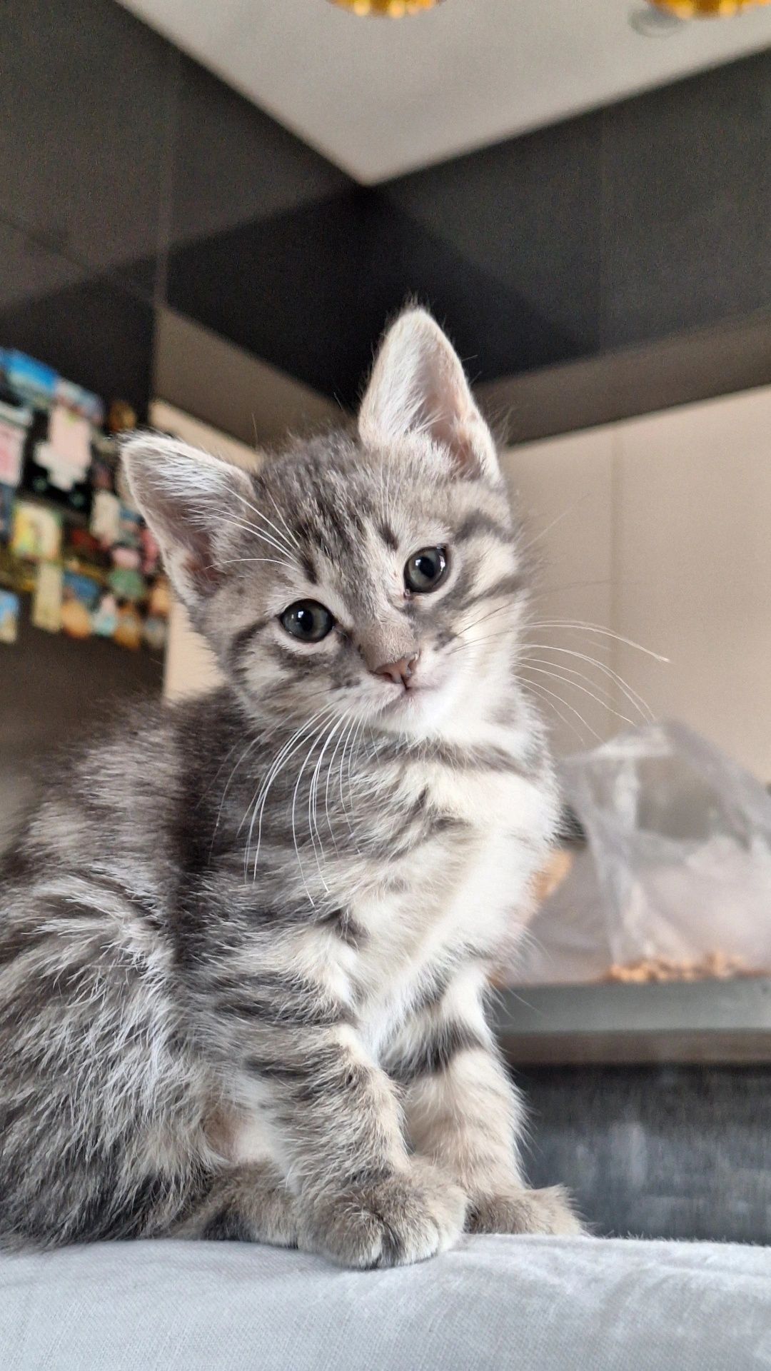 Котёнок девочка породы азиатская табби