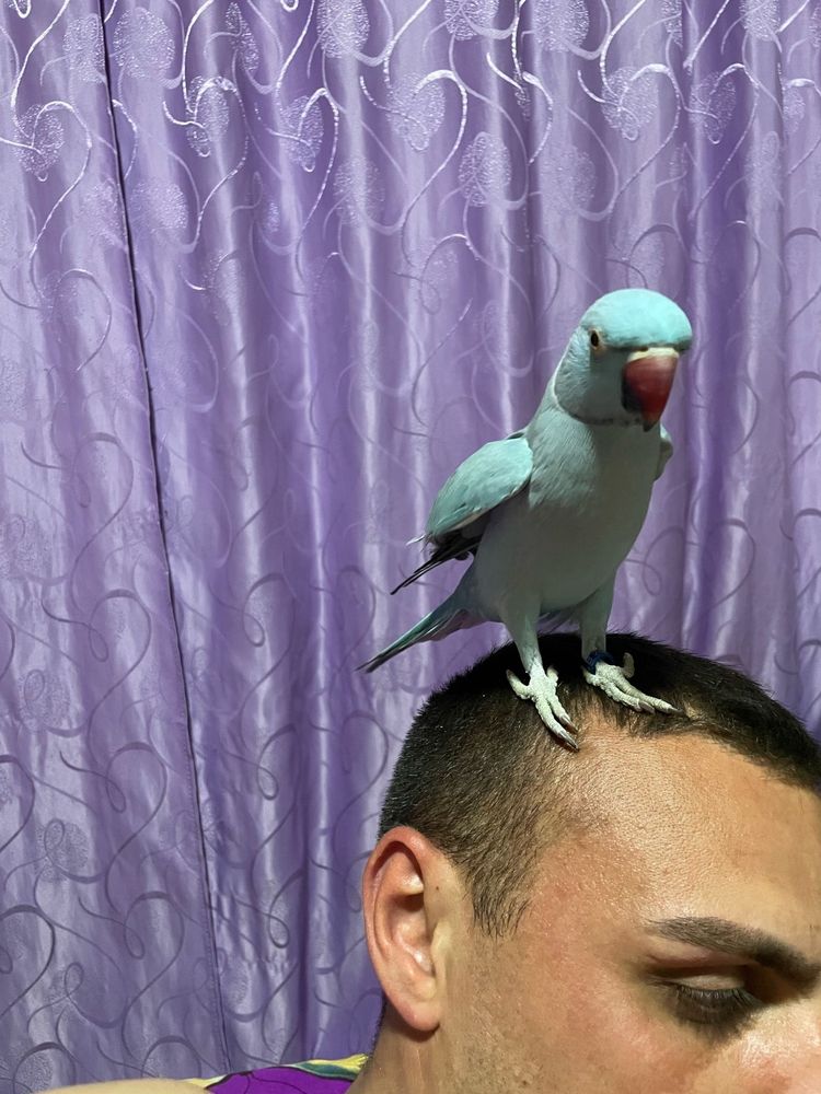 Coco Papagal Micul Alexander foarte blând