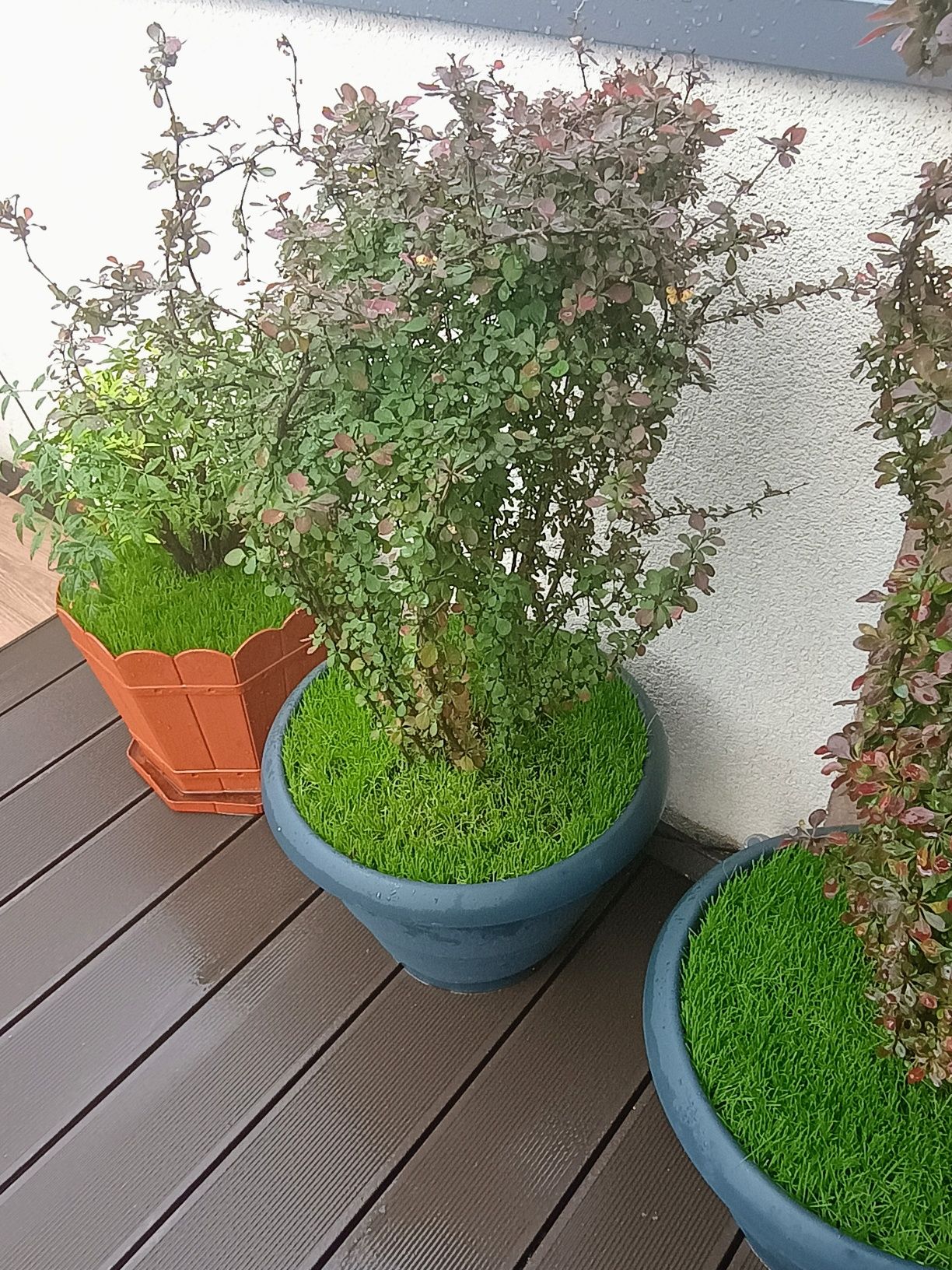 Plante ornamentale gradina,terasa,ghivece noi