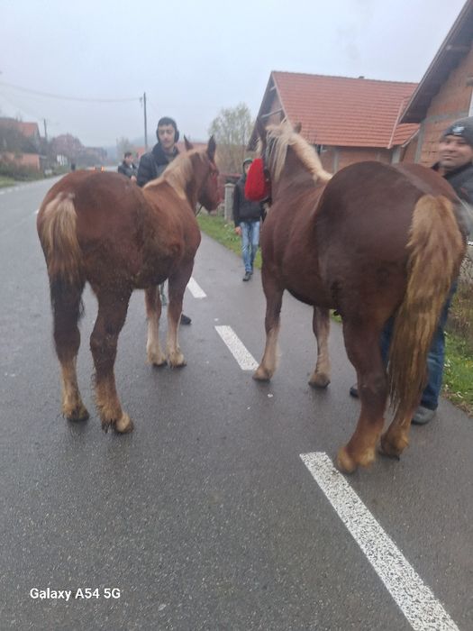 de vnzare doa mânze