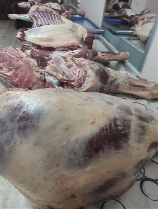 Мясо говядина конина баранина