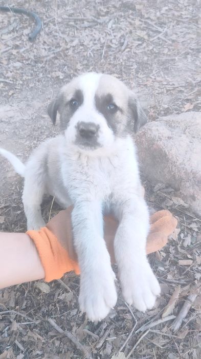 Отдам в добрые руки щенят!