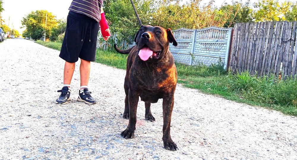 Caine femela PRESA CANARIO de 1 an si o luna