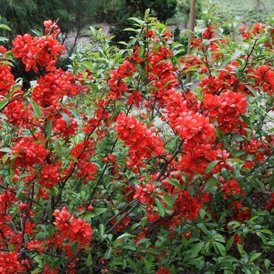 Pomi Ornamentali (Gutui Japonez )