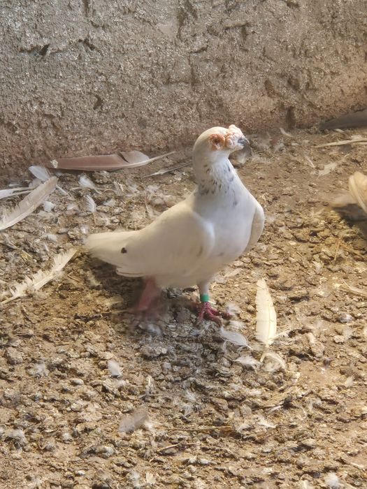 Vand/schimb porumbei