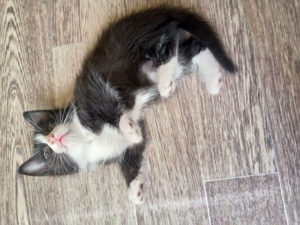 Отдаём котят в хорошие руки