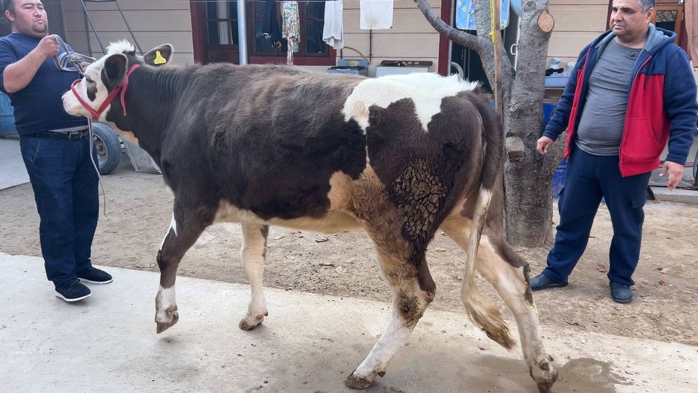 Симентал гибрид ғунажин сотилади