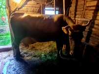 Vând vaca bună de lapte cu vițel
