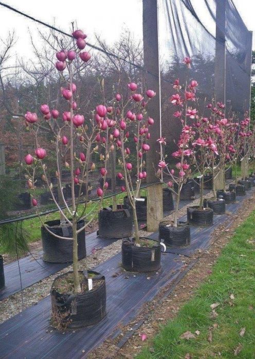 Magnolia Soulangena, Genie, Grandiflora (roz, alba, mov, galbena) vand