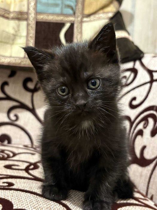 Девочка от породистой мамы