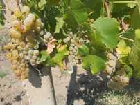 Struguri Muscat Ottonel pentru vin, direct din Republica Moldova