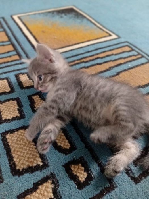 Бесплатно котенок малчик!