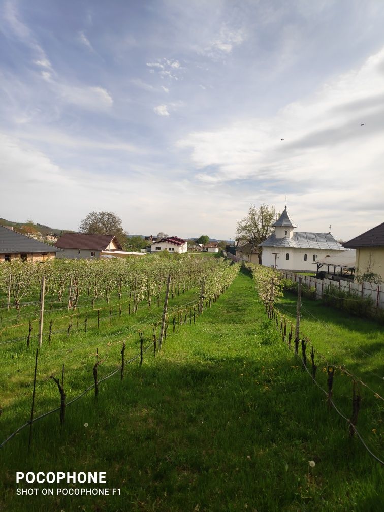 Se vinde întreaga proprietate 580000 Euro cuo suprafață de4000 m2 in