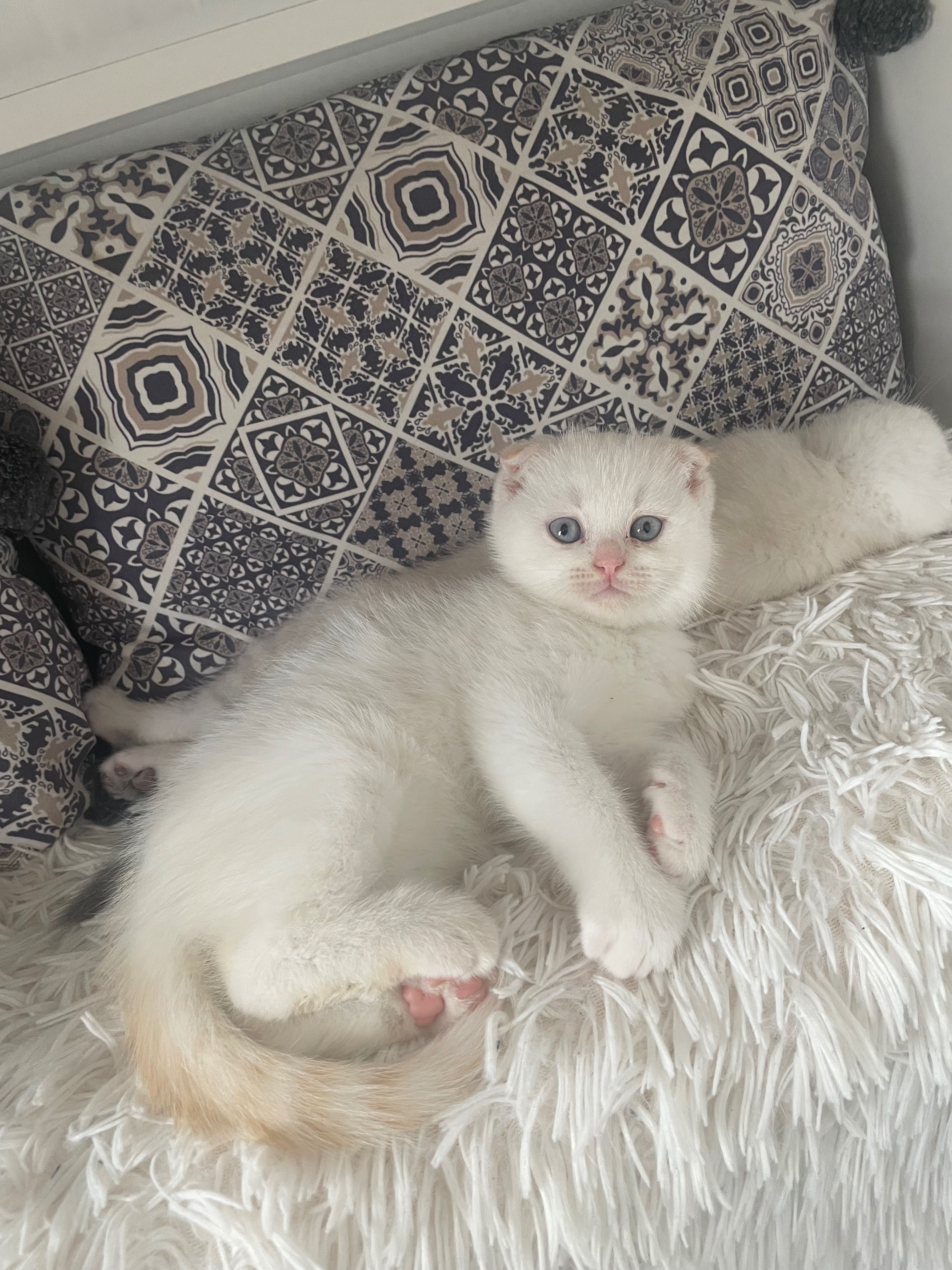 Шотландски клепоухи котенца