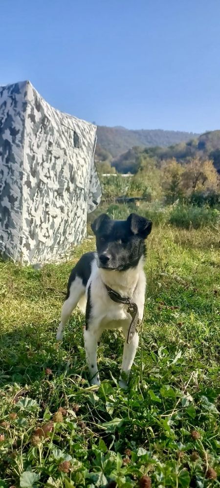 Шарик… ищет свою семью