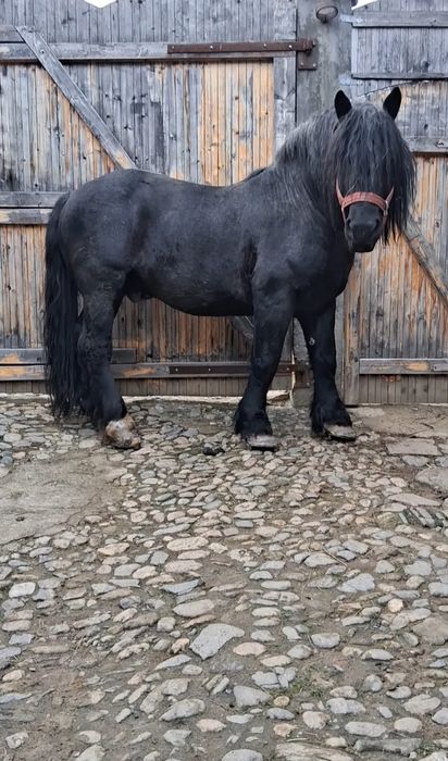 Armăsar foarte cuminte