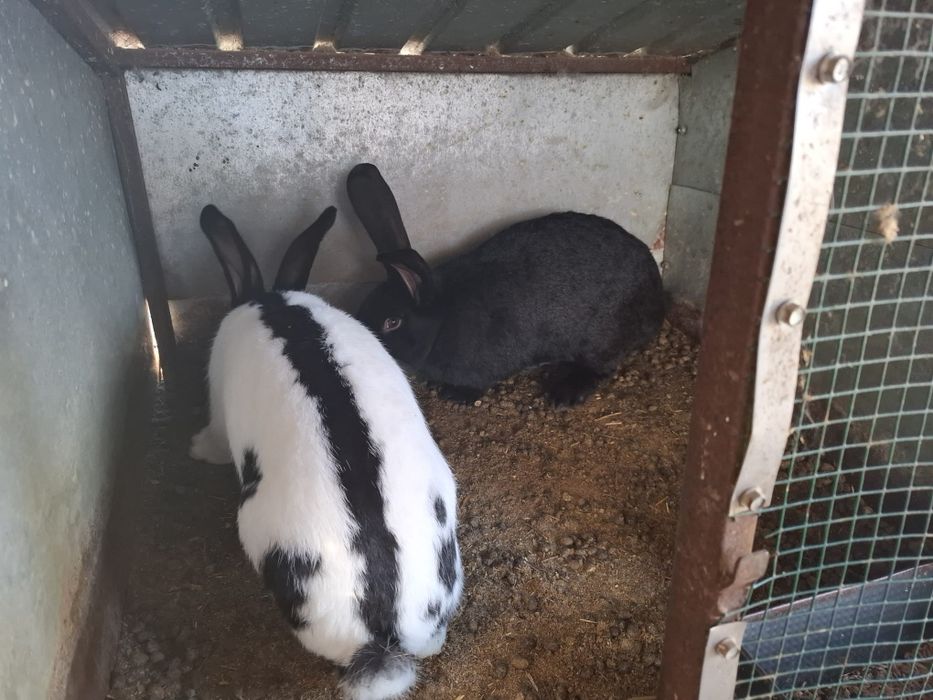 Iepuri Urias Pestrit German