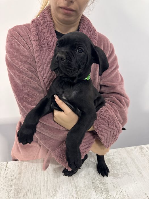 Cane corso cu pedigree!!