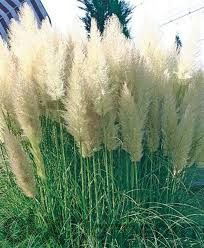 Кортадерия - пампаска трева