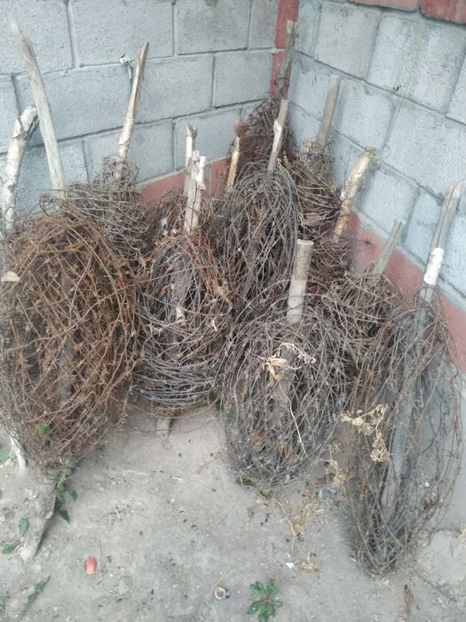 Tikanli simlar 900 metr 550 ming soʻm