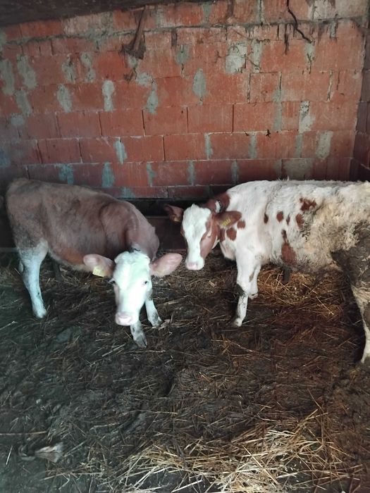 Vând șase tăurași