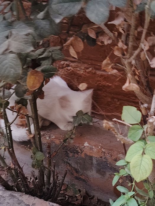 Отдам кошек в хорошие руки