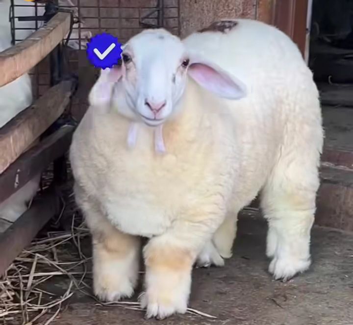 Куй нури топтоза.халталанган 20000 минг.ромитанда.арентир варнет