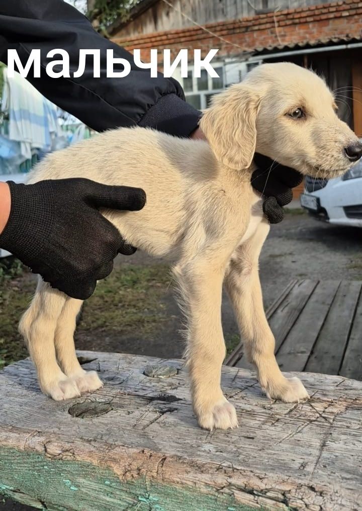 Щенки Тазы чистокровные