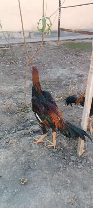 Тунка тож жужалар