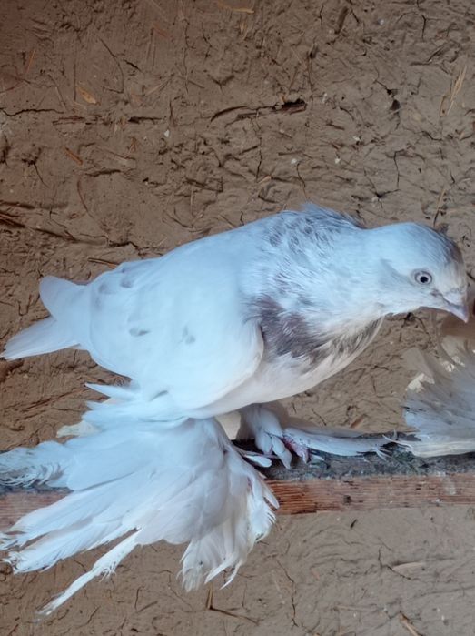 Продаются молодые голуби