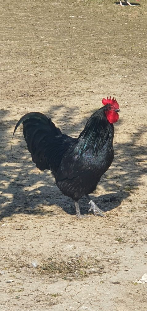 Cocoși tineri rasă australorp