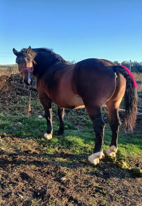 Vand cal greu castrat cu acte în regula