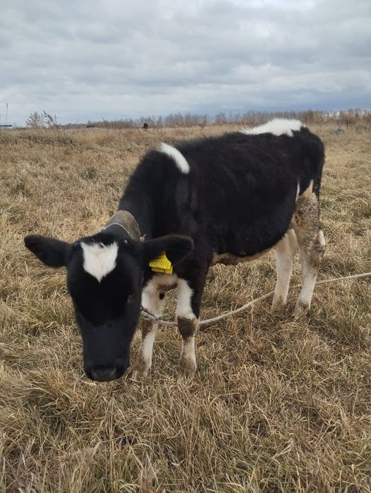 Продам телочку 250