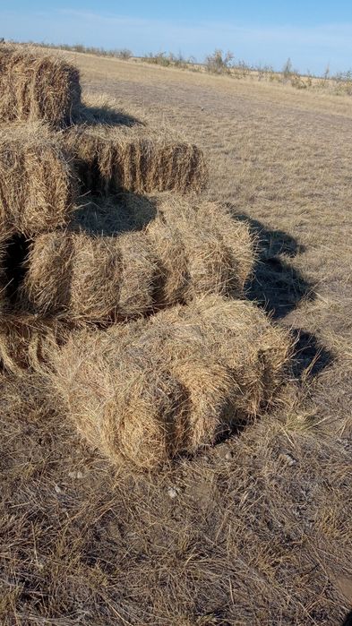 Продаётся сено житняк тюках