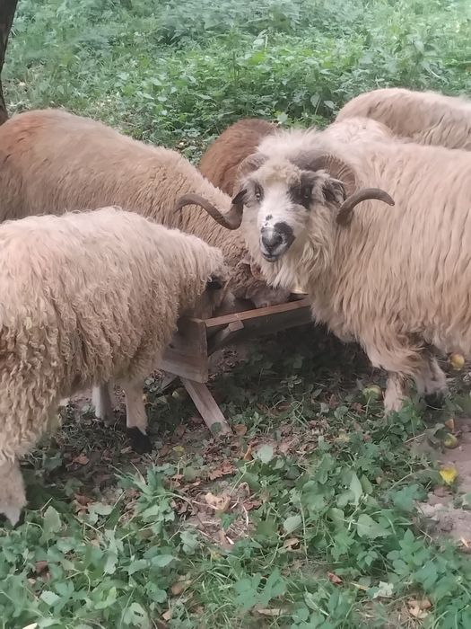 Vand  2 berbeci sau schimb cu oi