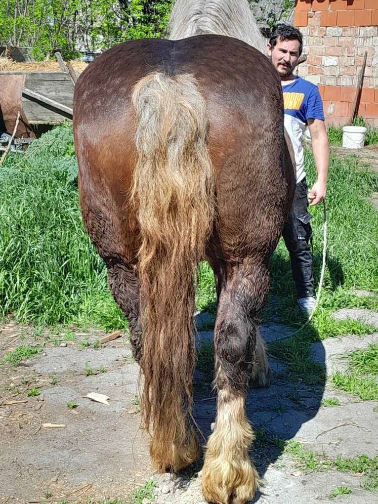 Vând iapa foarte frumoasa de 7 ani