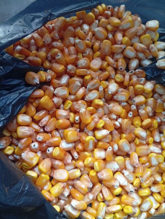 Makkajohori johori don makka Макка жохори кукуруз оптом