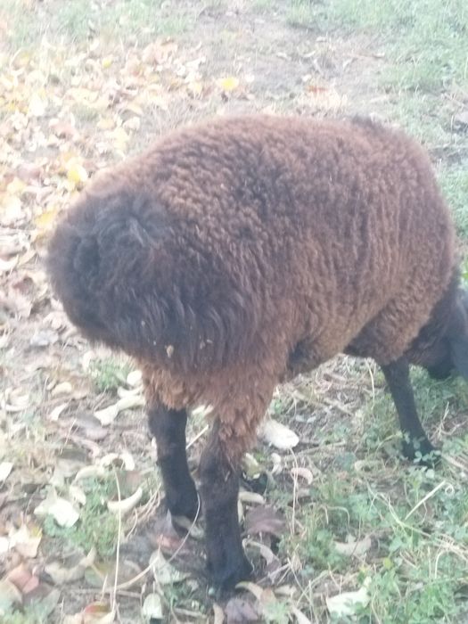Бокишга вохани кучкорлари сотилади.