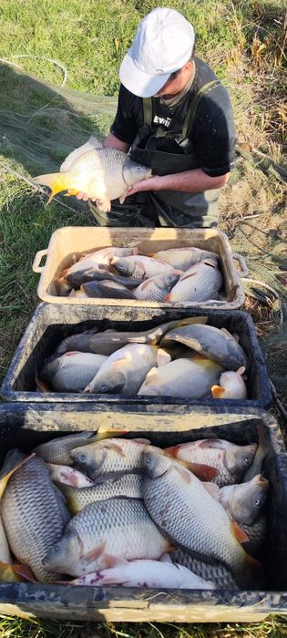 Puiet crap  fitofag caras