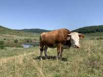 Junincă de vânzare
