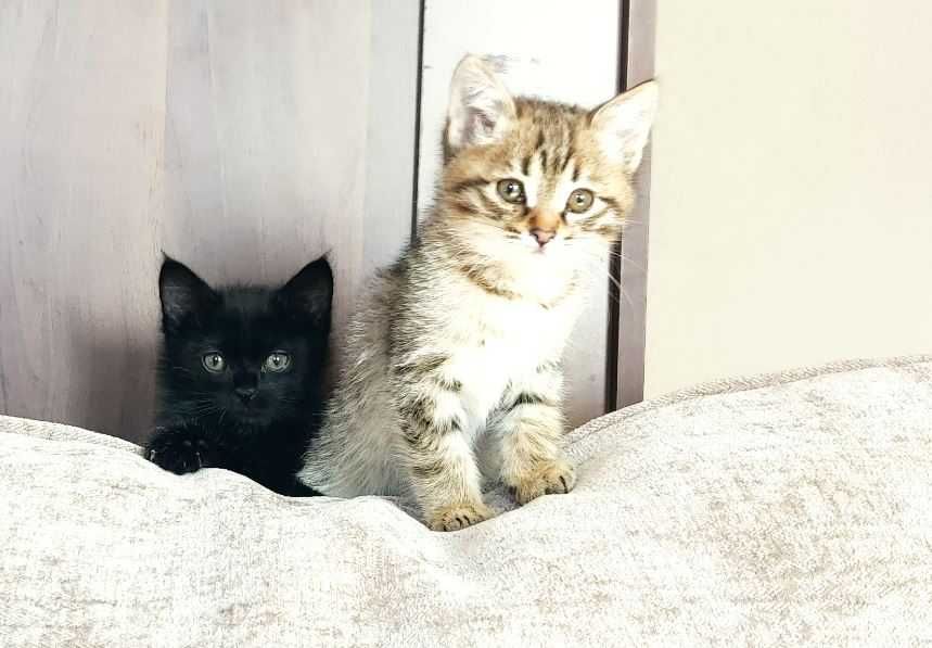 Домашние котята, 2.5 мес.