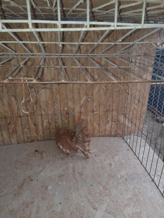 Vand porumbei voltati sau schimb cu cocosi sau gaini Timisoara