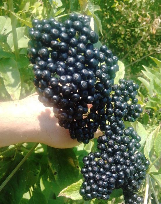 Концентрат Сироп от черен бъз . Бран в екологично чист район