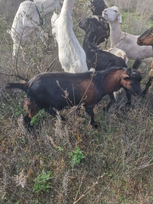 Țăpișori disponibili