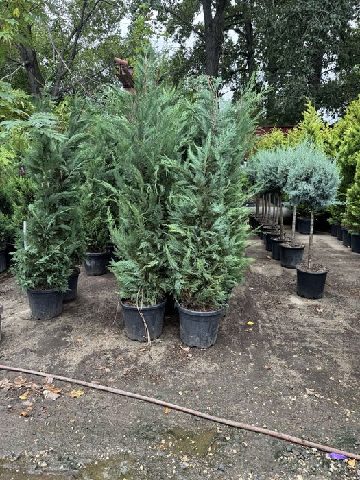 Leylandii pin meatecan tei platan