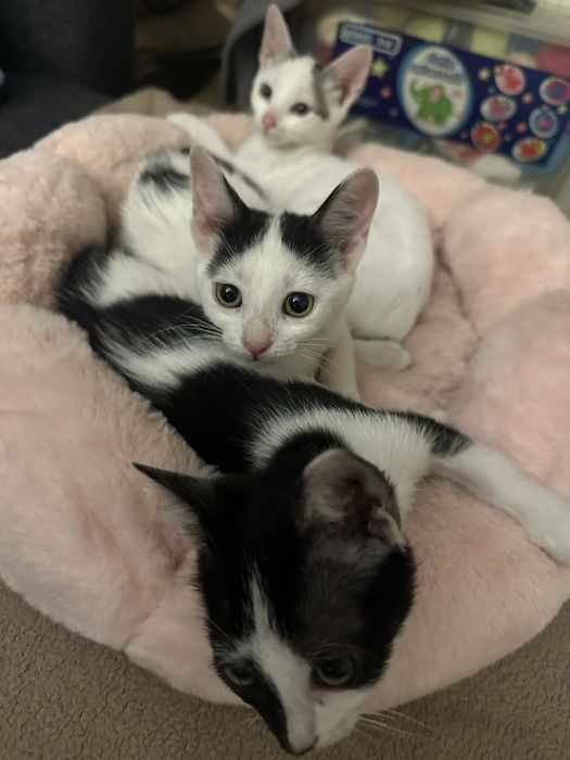 Pisici pentru adoptie