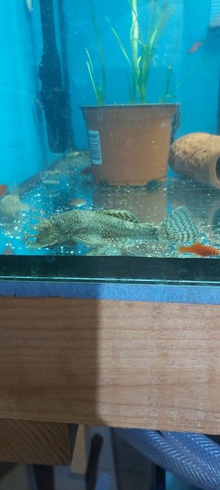 Рибки Анцитруси 3-4 см